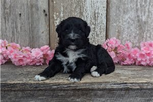 Tasha - Portuguese Water Dog for sale