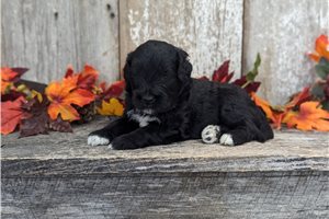Prince - Portuguese Water Dog for sale