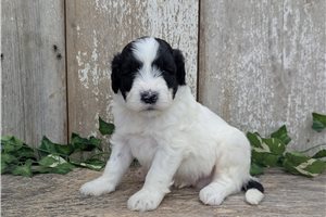 Turbo - Portuguese Water Dog for sale