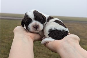 Nellie - Portuguese Water Dog for sale