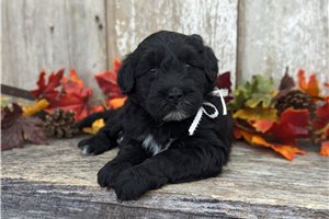 Roxy - puppy for sale