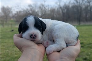 Turbo - Portuguese Water Dog for sale