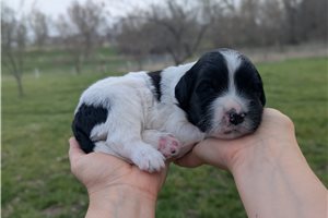 Toby - Portuguese Water Dog for sale