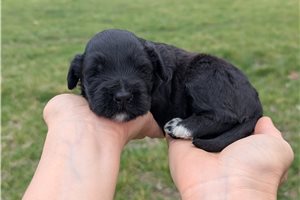 Ulysses - Portuguese Water Dog for sale