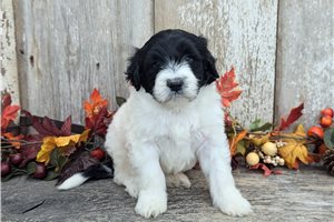 Leo - puppy for sale