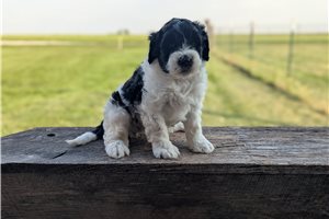 Olive - Portuguese Water Dog for sale