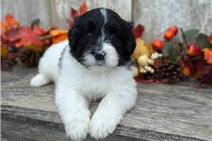 Monty - Portuguese Water Dog for sale