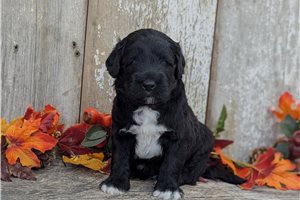 Quinn - Portuguese Water Dog for sale