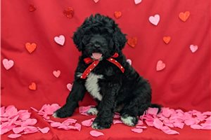 Nate - Portuguese Water Dog for sale