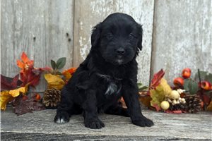 Mystic - Portuguese Water Dog for sale