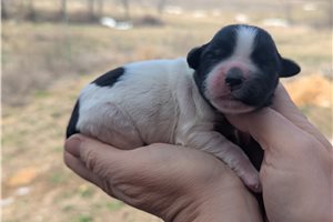 Theo - Portuguese Water Dog for sale