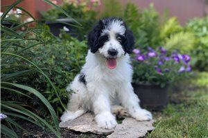 Ulla - Portuguese Water Dog for sale