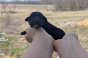 Unna - Portuguese Water Dog for sale