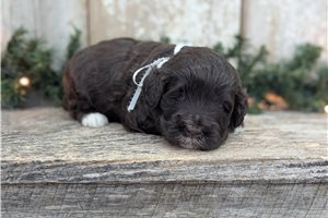Sasha - Portuguese Water Dog for sale