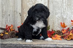 Rex - Portuguese Water Dog for sale