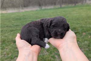Uriel - Portuguese Water Dog for sale