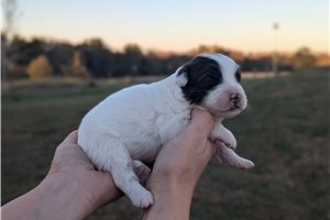 Meadow - puppy for sale