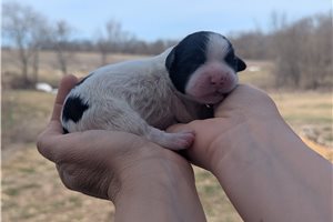 Turbo - Portuguese Water Dog for sale