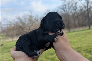 Tuxx - Portuguese Water Dog for sale