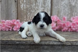 Tiny - Portuguese Water Dog for sale