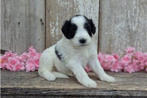 Ulla - Portuguese Water Dog for sale