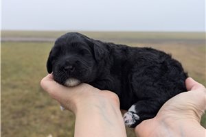 Nora - Portuguese Water Dog for sale