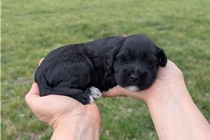 Unna - Portuguese Water Dog for sale