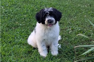 Victor - Portuguese Water Dog for sale