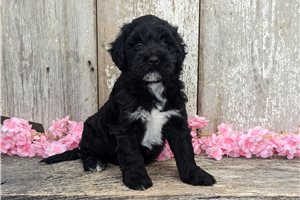 Unna - Portuguese Water Dog for sale