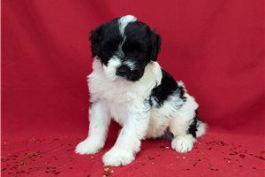 Noah - puppy for sale