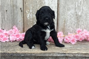 Unna - Portuguese Water Dog for sale