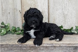 Tuxx - Portuguese Water Dog for sale