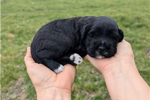 Ursula - Portuguese Water Dog for sale