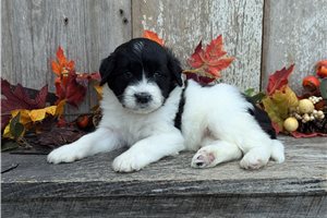 Molly - Portuguese Water Dog for sale