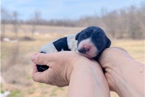 Ulani - Portuguese Water Dog for sale