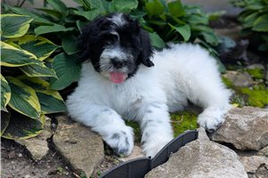 Toby - Portuguese Water Dog for sale