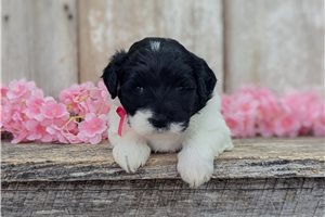 Velma - Portuguese Water Dog for sale