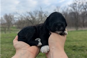 Trixie - Portuguese Water Dog for sale