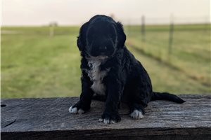 Opal - Portuguese Water Dog for sale