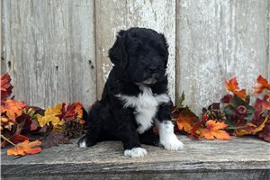 Queenie - puppy for sale