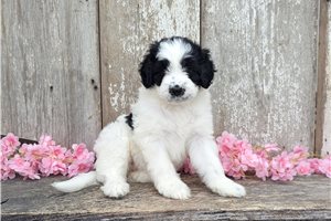 Ulla - Portuguese Water Dog for sale