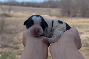 Ulla - Portuguese Water Dog for sale