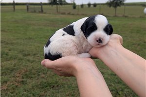 Pearl - Portuguese Water Dog for sale