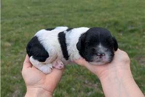 Uriah - Portuguese Water Dog for sale