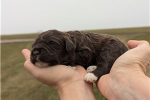 Nutmeg - Portuguese Water Dog for sale