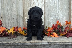 Quinton - Portuguese Water Dog for sale