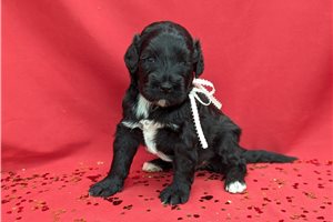 Nyla - Portuguese Water Dog for sale