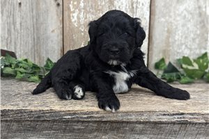 Tuxx - Portuguese Water Dog for sale