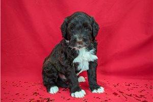 Nero - Portuguese Water Dog for sale
