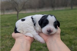 Ulla - Portuguese Water Dog for sale